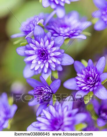 "Purple Hepatica or Liverwort (Hepatica), cultivar, close-up" View Large Photo Image Stock Photography - "Purple Hepatica or Liverwort (Hepatica), cultivar, close-up". Fotosearch