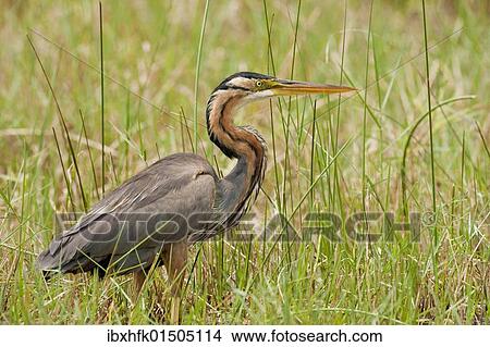 "Purple Heron (Ardea purpurea), Mudumu National Park, Namibia, Africa" View Large Photo Image Picture - "Purple Heron (Ardea purpurea), Mudumu National Park, Namibia, Africa". Fotosearch