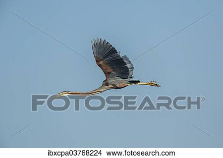 "Purple Heron (Ardea purpurea), Keoladeo National Park, Rajasthan, India, Asia" View Large Photo Image Picture - "Purple Heron (Ardea purpurea), Keoladeo National Park, Rajasthan, India, Asia". Fotosearch