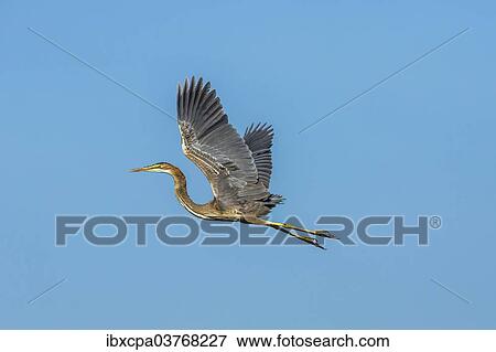 "Purple Heron (Ardea purpurea), Keoladeo National Park, Rajasthan, India, Asia" View Large Photo Image Stock Photo - "Purple Heron (Ardea purpurea), Keoladeo National Park, Rajasthan, India, Asia". Fotosearch