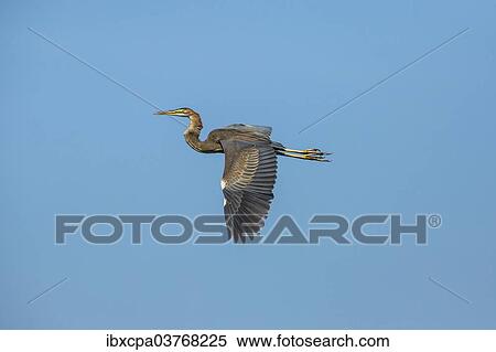 "Purple Heron (Ardea purpurea), Keoladeo National Park, Rajasthan, India, Asia" View Large Photo Image Stock Photography - "Purple Heron (Ardea purpurea), Keoladeo National Park, Rajasthan, India, Asia". Fotosearch