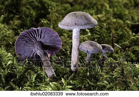 Stock Photo - "Purple Laccaria Amethystea (Laccaria amethystea), Untergroeningen, Baden-Wuerttemberg, Germany, Europe". Fotosearch