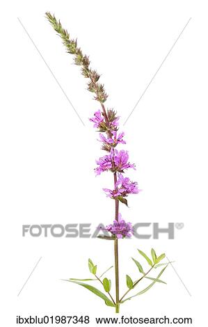 "Purple Loosestrife (Lythrum salicaria), flowering" View Large Photo Image Stock Photo - "Purple Loosestrife (Lythrum salicaria), flowering". Fotosearch