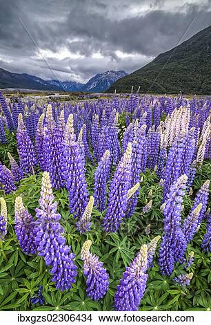 "Purple lupins with pink tips (Lupinus) at Arthur's Pass National Park, vast valley at back, South Island, New Zealand, Oceania" View Large Photo Image Picture - "Purple lupins with pink tips (Lupinus) at Arthur's Pass National Park, vast valley at back, South Island, New Zealand, Oceania". Fotosearch