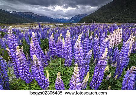 "Purple lupins with pink tips (Lupinus) at Arthur's Pass National Park, vast valley at back, South Island, New Zealand, Oceania" View Large Photo Image Stock Photography - "Purple lupins with pink tips (Lupinus) at Arthur's Pass National Park, vast valley at back, South Island, New Zealand, Oceania". Fotosearch