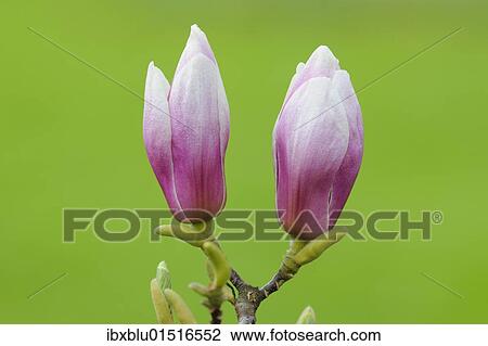 Purple magnolia (Magnolia liliiflora) View Large Photo Image Stock Image - Purple magnolia (Magnolia liliiflora). Fotosearch