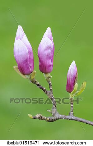 Purple magnolia (Magnolia liliiflora) View Large Photo Image Stock Image - Purple magnolia (Magnolia liliiflora). Fotosearch