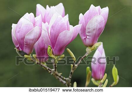Purple magnolia (Magnolia liliiflora) View Large Photo Image Stock Photo - Purple magnolia (Magnolia liliiflora). Fotosearch
