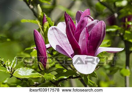 "Purple Magnolia (Magnolia liliiflora), Lower Saxony, Germany, Europe" View Large Photo Image Stock Photo - "Purple Magnolia (Magnolia liliiflora), Lower Saxony, Germany, Europe". Fotosearch