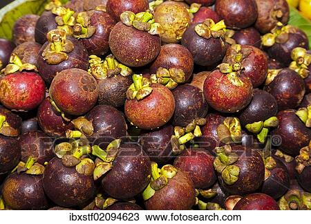"Purple Mangosteen (Garcinia mangostana), market in the market halls, Singaraja, North Bali, Bali, Indonesia, Southeast Asia, Asia" View Large Photo Image Stock Image - "Purple Mangosteen (Garcinia mangostana), market in the market halls, Singaraja, North Bali, Bali, Indonesia, Southeast Asia, Asia". Fotosearch