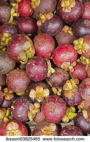 "Purple Mangosteens (Garcinia mangostana) for sale on a market, Chiang Mai, Thailand, Asia" View Large Photo Image Stock Photography - "Purple Mangosteens (Garcinia mangostana) for sale on a market, Chiang Mai, Thailand, Asia". Fotosearch