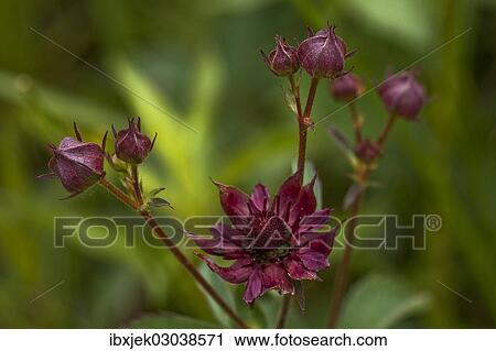 "Purple Marshlocks, Swamp Cinquefoil and Marsh Cinquefoil (Potentilla palustris), Bylegurer See, Spreewald, Biospharenreservat Spreewald, Brandenburg, Germany, Europe" View Large Photo Image Stock Image - "Purple Marshlocks, Swamp Cinquefoil and Marsh Cinquefoil (Potentilla palustris), Bylegurer See, Spreewald, Biospharenreservat Spreewald, Brandenburg, Germany, Europe". Fotosearch