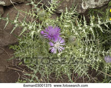 Stock Photography - "Purple Milk Thistle (Galactites tomentosa), La Gomera, Canary Islands, Spain, Europe, La Gomera, Valle Gran Rey, Canary Islands, Spain, Europe". Fotosearch