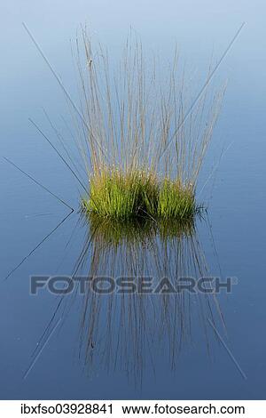 "Purple Moor Grass (Molinia caerulea), Goldenstedter Moor Nature Reserve, Lower Saxony, Germany, Europe" View Large Photo Image Stock Image - "Purple Moor Grass (Molinia caerulea), Goldenstedter Moor Nature Reserve, Lower Saxony, Germany, Europe". Fotosearch