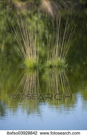 "Purple Moor Grass (Molinia caerulea), Goldenstedter Moor Nature Reserve, Lower Saxony, Germany, Europe" View Large Photo Image Stock Image - "Purple Moor Grass (Molinia caerulea), Goldenstedter Moor Nature Reserve, Lower Saxony, Germany, Europe". Fotosearch