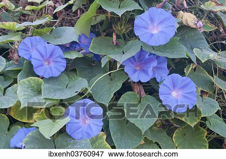 "Purple Morning Glory (Ipomoea purpurea), Emsland, Lower Saxony, Germany, Europe" View Large Photo Image Stock Photo - "Purple Morning Glory (Ipomoea purpurea), Emsland, Lower Saxony, Germany, Europe". Fotosearch