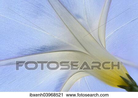 "Purple Morning Glory or Common Morning Glory (Ipomoea purpurea), Emsland, Lower Saxony, Germany, Europe" View Large Photo Image Stock Image - "Purple Morning Glory or Common Morning Glory (Ipomoea purpurea), Emsland, Lower Saxony, Germany, Europe". Fotosearch