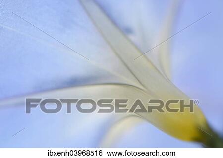 Stock Photograph - "Purple Morning Glory or Common Morning Glory (Ipomoea purpurea), Emsland, Lower Saxony, Germany, Europe". Fotosearch