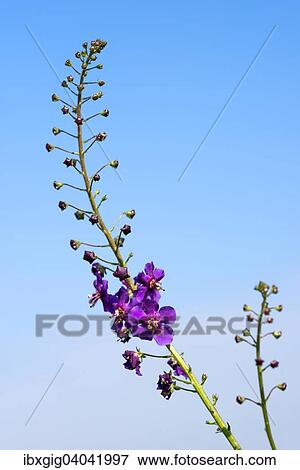 Stock Photo - "Purple Mullein (Verbascum phoeniceum), Horky Nature Reserve, Jihomoravsky county, Czech Republic, Europe". Fotosearch