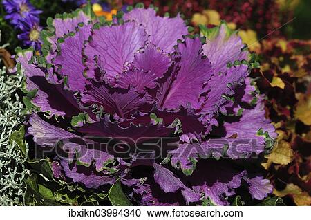 "Purple Ornamental Cabbage (Brassica), Schleswig-Holstein, Germany, Europe" View Large Photo Image Stock Image - "Purple Ornamental Cabbage (Brassica), Schleswig-Holstein, Germany, Europe". Fotosearch