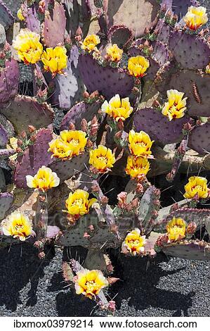 "Purple Prickly-pear (Opuntia macrocentra), native to Mexico" View Large Photo Image Picture - "Purple Prickly-pear (Opuntia macrocentra), native to Mexico". Fotosearch