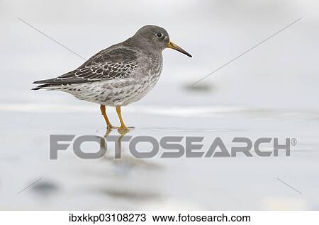 Stock Image - "Purple Sandpiper (Calidris maritima) on a beach in search of food, Dune island, Helgoland, Schleswig-Holstein, Germany, Europe". Fotosearch