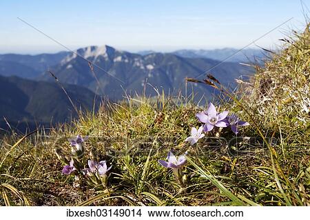 "Purple saxifrage or purple mountain saxifrage at Mount Hochiss in the Rofan massif, Rofan, Tyrol, Austria, Brandenberg Alps, Rofan, Tyrol, Austria, Europe" View Large Photo Image Picture - "Purple saxifrage or purple mountain saxifrage at Mount Hochiss in the Rofan massif, Rofan, Tyrol, Austria, Brandenberg Alps, Rofan, Tyrol, Austria, Europe". Fotosearch