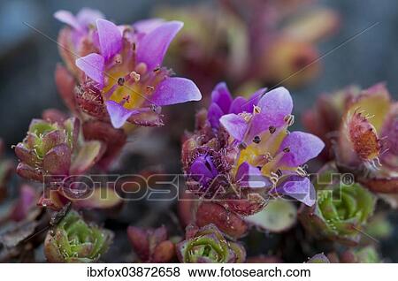 Stock Photo - "Purple Saxifrage (Saxifraga oppositifolia L. ), Carinthia, Austria, Europe". Fotosearch
