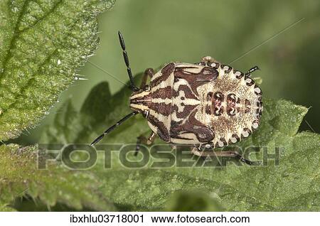 Stock Image - "Purple Shield Bug (Carpocoris purpureipennis), larva in the fifth instar, Untergroningen, Abtsgmuend, Baden-Wurttemberg, Germany, Europe". Fotosearch