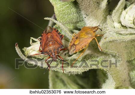 Stock Photograph - "Purple Shield Bugs (Carpocoris purpureipennis), couple, male on the left, on a mullein, Lake Kerkini region, Greece, Europe". Fotosearch