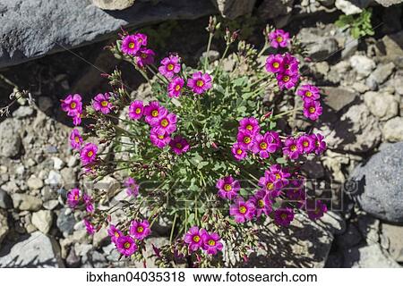 "Purple sorrel (Oxalis purpurea), Maule Valley, San Clemente, Maule, Chile, South America" View Large Photo Image Stock Photo - "Purple sorrel (Oxalis purpurea), Maule Valley, San Clemente, Maule, Chile, South America". Fotosearch