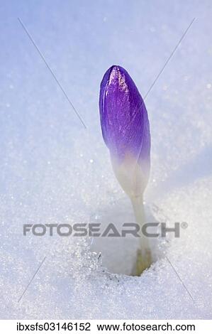 "Purple Spring Crocus or Giant Crocus (Crocus vernus), closed flower pushing through the snow, Westerwald, Solms, Hesse, Germany, Europe" View Large Photo Image Stock Image - "Purple Spring Crocus or Giant Crocus (Crocus vernus), closed flower pushing through the snow, Westerwald, Solms, Hesse, Germany, Europe". Fotosearch