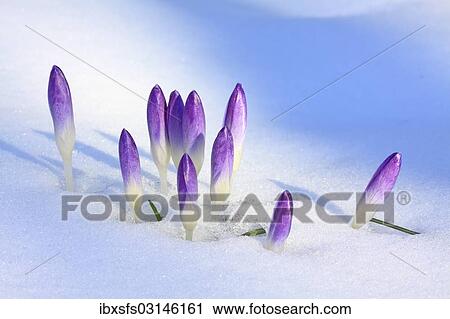 "Purple Spring Crocuses or Giant Crocuses (Crocus vernus), closed flowers in snow, Westerwald, Solms, Hesse, Germany, Europe" View Large Photo Image Stock Image - "Purple Spring Crocuses or Giant Crocuses (Crocus vernus), closed flowers in snow, Westerwald, Solms, Hesse, Germany, Europe". Fotosearch