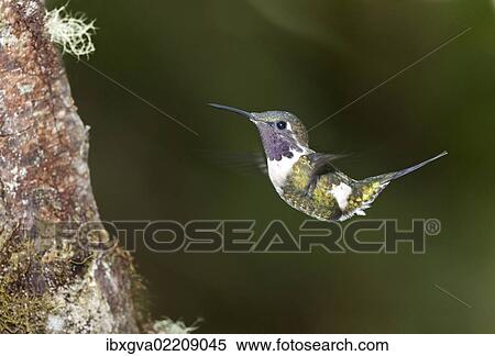 "Purple-throated Woodstar (Calliphlox mitchellii), hummingbird, in flight in its natural habitat, Tandayapa region, Andean cloud forest, Ecuador, South America" View Large Photo Image Stock Photography - "Purple-throated Woodstar (Calliphlox mitchellii), hummingbird, in flight in its natural habitat, Tandayapa region, Andean cloud forest, Ecuador, South America". Fotosearch