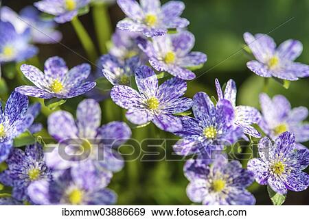"Purple-white speckled Hepatica or Liverwort (Hepatica), cultivar, close-up" View Large Photo Image Stock Photo - "Purple-white speckled Hepatica or Liverwort (Hepatica), cultivar, close-up". Fotosearch