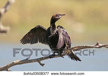 "Pygmy Cormorant (Phalacrocorax pygmeus) drying its feathers, Lake Kerkini, Central Macedonia, Greece, Europe" View Large Photo Image Stock Photo - "Pygmy Cormorant (Phalacrocorax pygmeus) drying its feathers, Lake Kerkini, Central Macedonia, Greece, Europe". Fotosearch