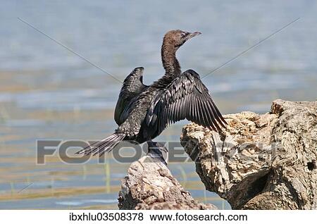 "Pygmy Cormorant (Phalacrocorax pygmeus) drying its feathers, Lake Kerkini, Central Macedonia, Greece, Europe" View Large Photo Image Stock Photo - "Pygmy Cormorant (Phalacrocorax pygmeus) drying its feathers, Lake Kerkini, Central Macedonia, Greece, Europe". Fotosearch