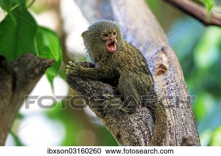 "Pygmy Marmoset (Cebuella pygmaea), captive, Krefeld, North Rhine-Westphalia, Germany, Europe" View Large Photo Image Stock Image - "Pygmy Marmoset (Cebuella pygmaea), captive, Krefeld, North Rhine-Westphalia, Germany, Europe". Fotosearch