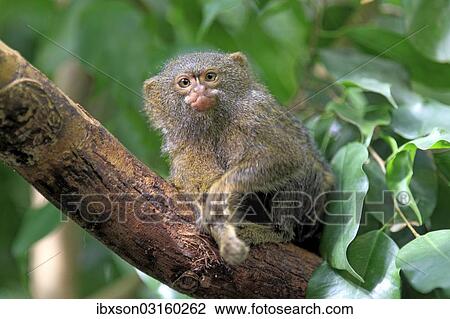 "Pygmy Marmoset (Cebuella pygmaea), captive, Krefeld, North Rhine-Westphalia, Germany, Europe" View Large Photo Image Stock Image - "Pygmy Marmoset (Cebuella pygmaea), captive, Krefeld, North Rhine-Westphalia, Germany, Europe". Fotosearch
