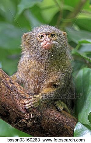 "Pygmy Marmoset (Cebuella pygmaea), captive, Krefeld, North Rhine-Westphalia, Germany, Europe" View Large Photo Image Stock Image - "Pygmy Marmoset (Cebuella pygmaea), captive, Krefeld, North Rhine-Westphalia, Germany, Europe". Fotosearch