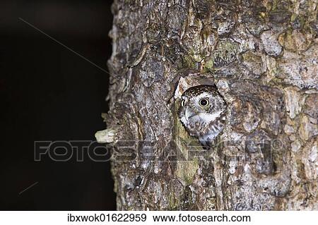 "Pygmy owl (Glaucidium passerinum) looking out of its nest, Bavaria, Germany, Europe" View Large Photo Image Stock Photo - "Pygmy owl (Glaucidium passerinum) looking out of its nest, Bavaria, Germany, Europe". Fotosearch