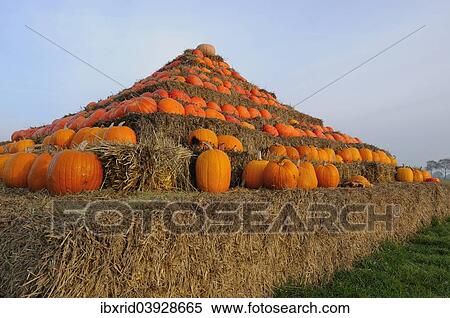 Stock Photography - Pyramid of pumpkins. Fotosearch