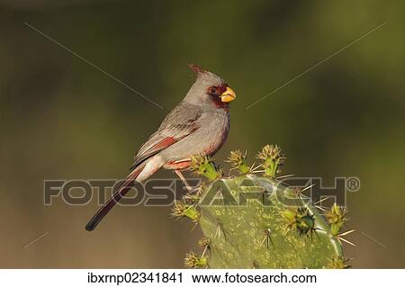 "Pyrrhuloxia or Desert Cardinal (Cardinalis sinuatus), male perched on cactus in desert, Starr County, Rio Grande Valley, South Texas, USA" View Large Photo Image Stock Image - "Pyrrhuloxia or Desert Cardinal (Cardinalis sinuatus), male perched on cactus in desert, Starr County, Rio Grande Valley, South Texas, USA". Fotosearch