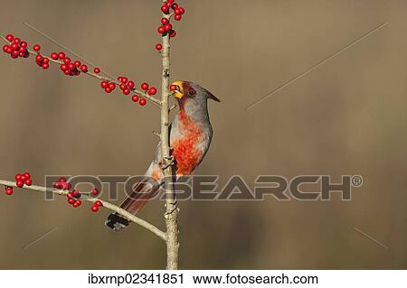 "Pyrrhuloxia or Desert Cardinal (Cardinalis sinuatus), male feeding on Possum Haw Holly (Ilex decidua), berries, Starr County, Rio Grande Valley, South Texas, USA" View Large Photo Image Stock Image - "Pyrrhuloxia or Desert Cardinal (Cardinalis sinuatus), male feeding on Possum Haw Holly (Ilex decidua), berries, Starr County, Rio Grande Valley, South Texas, USA". Fotosearch