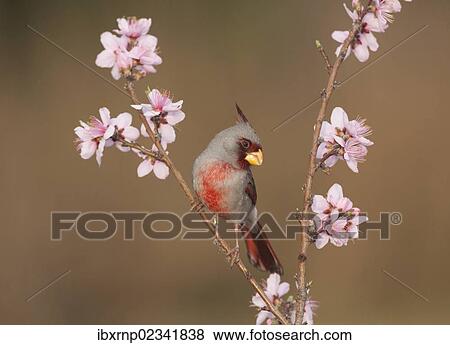 "Pyrrhuloxia or Desert Cardinal (Cardinalis sinuatus), male perched on blooming peach tree (Prunus persica), Starr County, Rio Grande Valley, South Texas, USA" View Large Photo Image Stock Photo - "Pyrrhuloxia or Desert Cardinal (Cardinalis sinuatus), male perched on blooming peach tree (Prunus persica), Starr County, Rio Grande Valley, South Texas, USA". Fotosearch