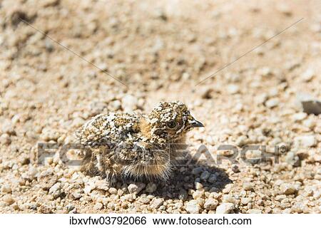 "Quail (Coturnix coturnix) chick sitting on gravel road, Namibia, Africa" View Large Photo Image Stock Photograph - "Quail (Coturnix coturnix) chick sitting on gravel road, Namibia, Africa". Fotosearch