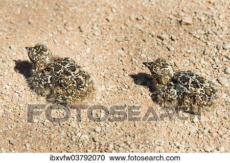 Stock Image - "Quail (Coturnix coturnix), two chicks sitting on a gravel road, Namibia, Africa". Fotosearch