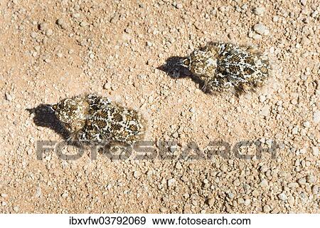 "Quail (Coturnix coturnix), two chicks sitting on a gravel road, Namibia, Africa" View Large Photo Image Stock Photo - "Quail (Coturnix coturnix), two chicks sitting on a gravel road, Namibia, Africa". Fotosearch