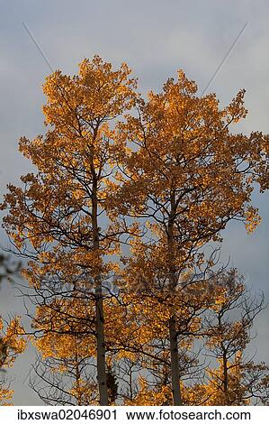 Stock Image - "Quaking Aspens, Trembling Aspens (Populus tremuloides), leaves in fall colours, Indian Summer, autumn, Yukon Territory, Canada, North America". Fotosearch