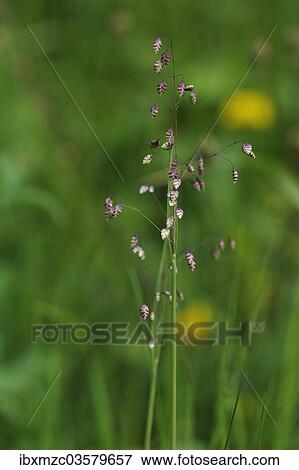 "Quaking-grass (Briza media), Ramsau bei Berchtesgaden, Berchtesgadener Land District, Upper Bavaria, Bavaria, Germany, Europe" View Large Photo Image Stock Photo - "Quaking-grass (Briza media), Ramsau bei Berchtesgaden, Berchtesgadener Land District, Upper Bavaria, Bavaria, Germany, Europe". Fotosearch